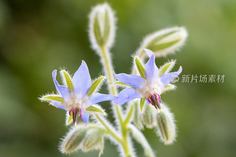 琉璃苣(Borago officinalis)